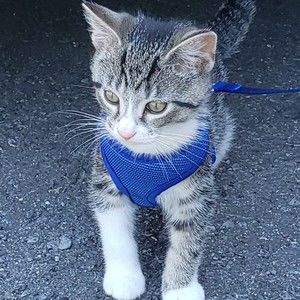 Meet your Posher, Karl